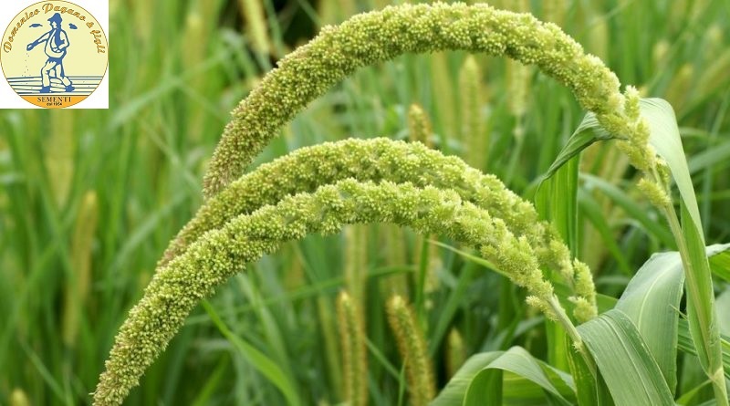 Setaria macrostachya (macrocheata) green - Foto 2